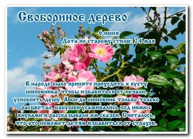 6 июня шиповников день свобориное дерево. Свобориное дерево шиповник 6 июня. Шиповников день (свобориное дерево). Свобориное дерево 6 июня. Свобориное дерево (шиповник).