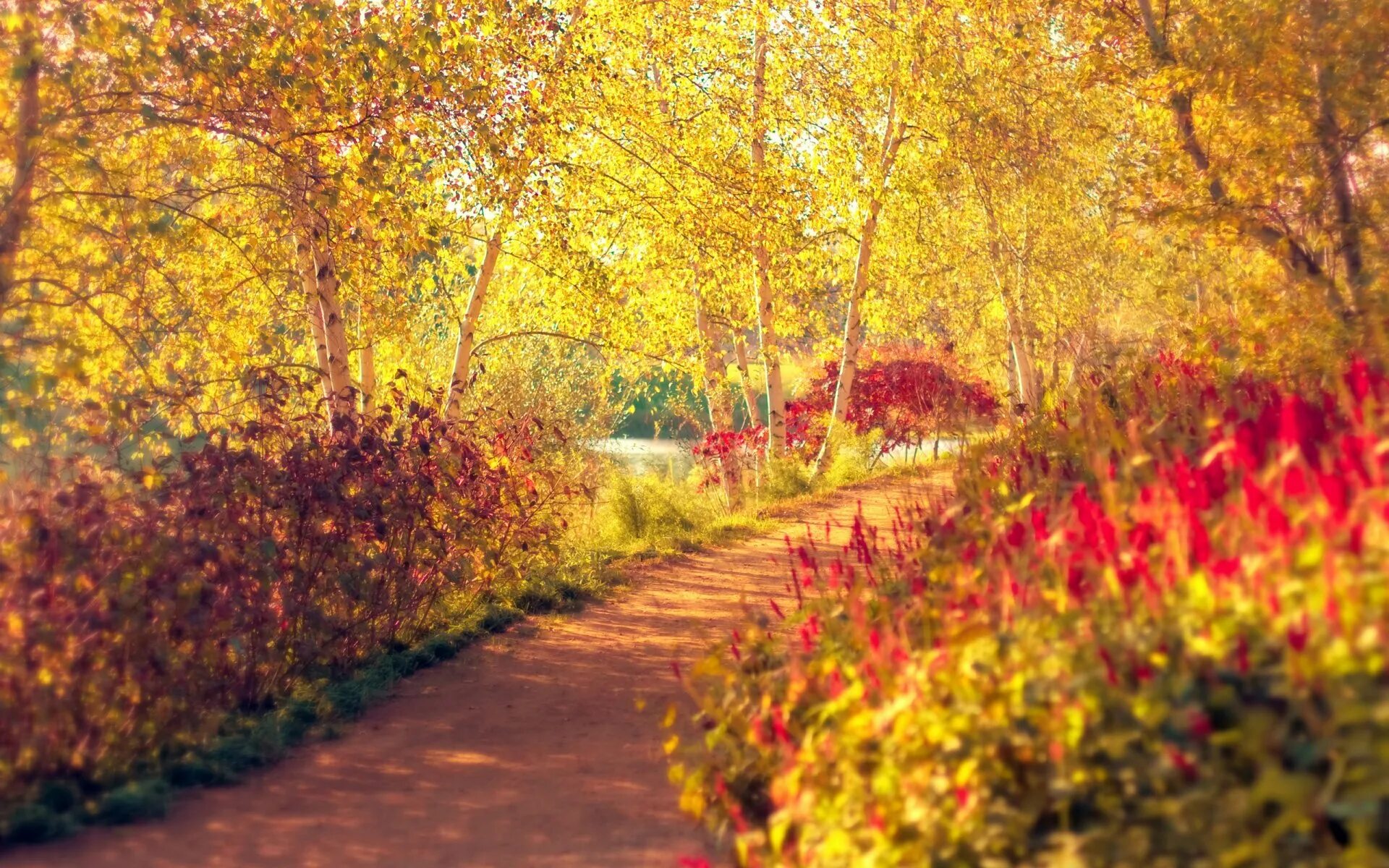 Осень. Осенний куст. Осенний парк. Осень в парке.