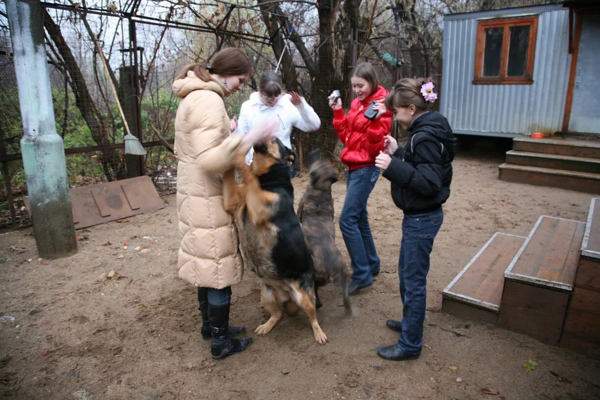 Театр зверей воронеж отрадное приют. Приют отрадный. Приют в отрадном. Приют отрадный. Воронеж приют в отрадном.