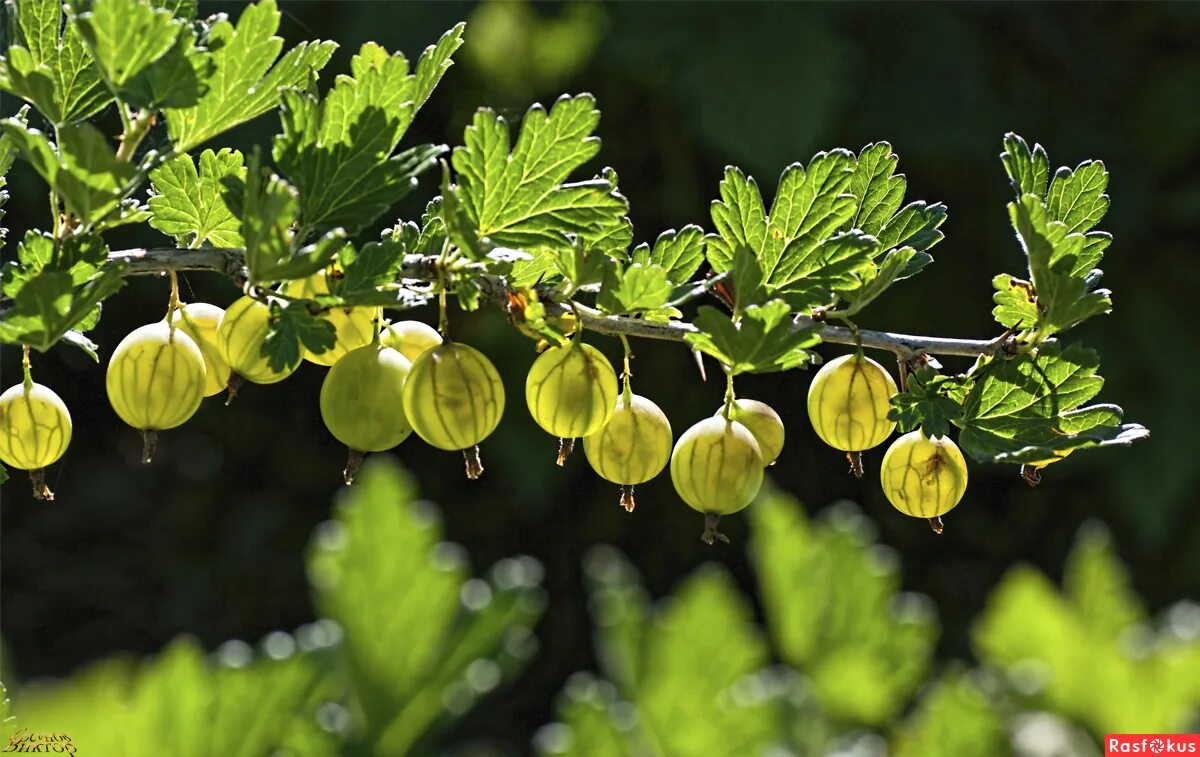 крыжовник бесшипный малахит. крыжовник ботаническая. лесной крыжовник. крыжовник сорт финский. крыжовник для начинающих.
