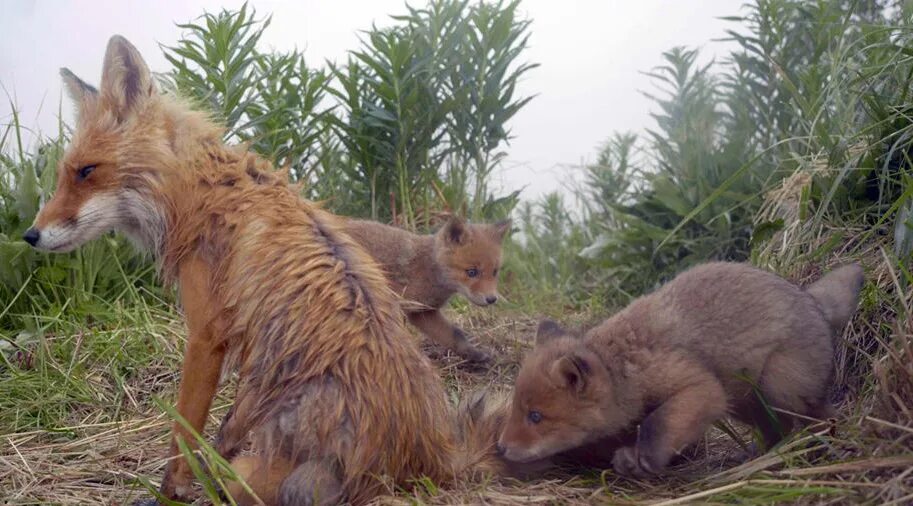 Лиса Кроноцкий заповедник. Семья лисы. Заповедник для Лис. Fox names