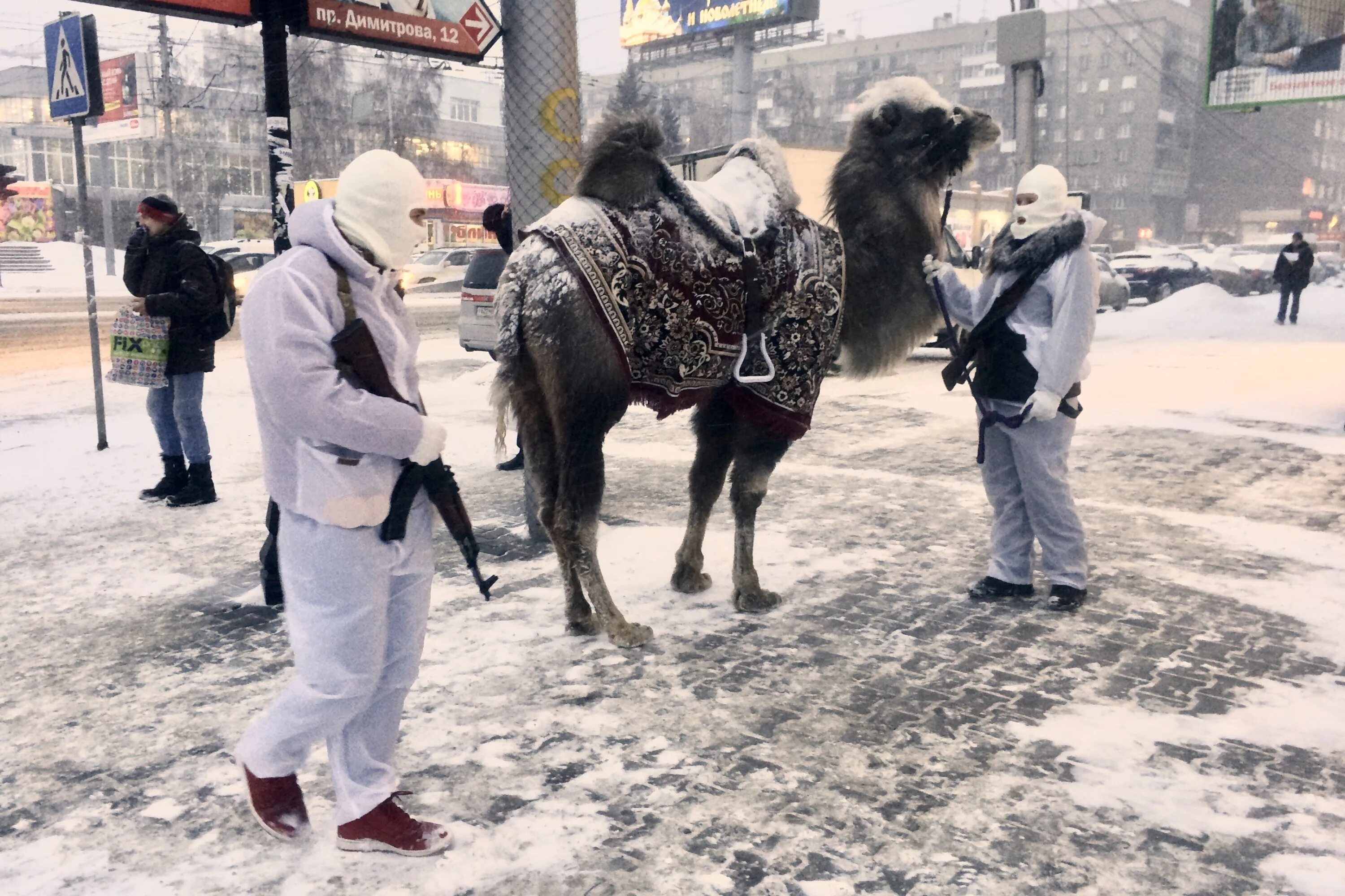 новосибирский крематорий верблюд. контактный зоопарк березовая роща. верблюды в новосибирске. верблюды в новосибирске. новосибирский крематорий верблюд.