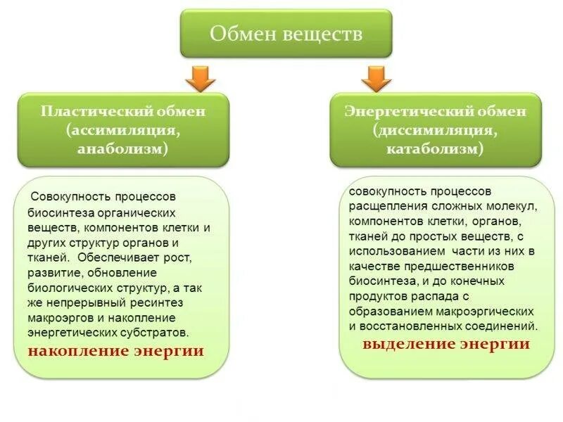 Характеристика обмена веществ. Общая схема обмена веществ в организме. Обмен веществ энергетический и пластический схема. Схема обмен веществ и энергии пластический и энергетический обмен. Различия в обмене веществ