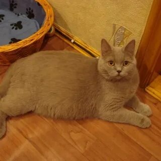 Сколько вынашивают британские кошки