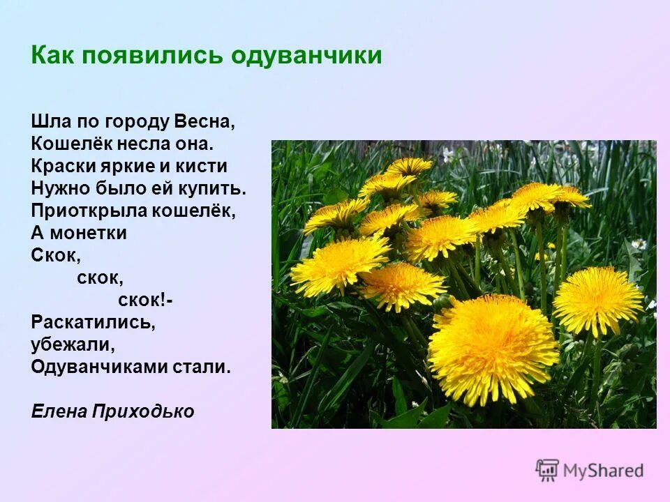 Одуванчики мондштадт. Одуванчик описание. Одуванчик описание. Строение плодов одуванчика. Как называется процесс одуванчика.