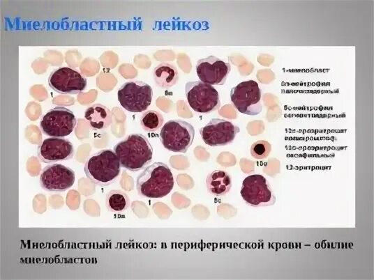 Какая ткань кроветворная