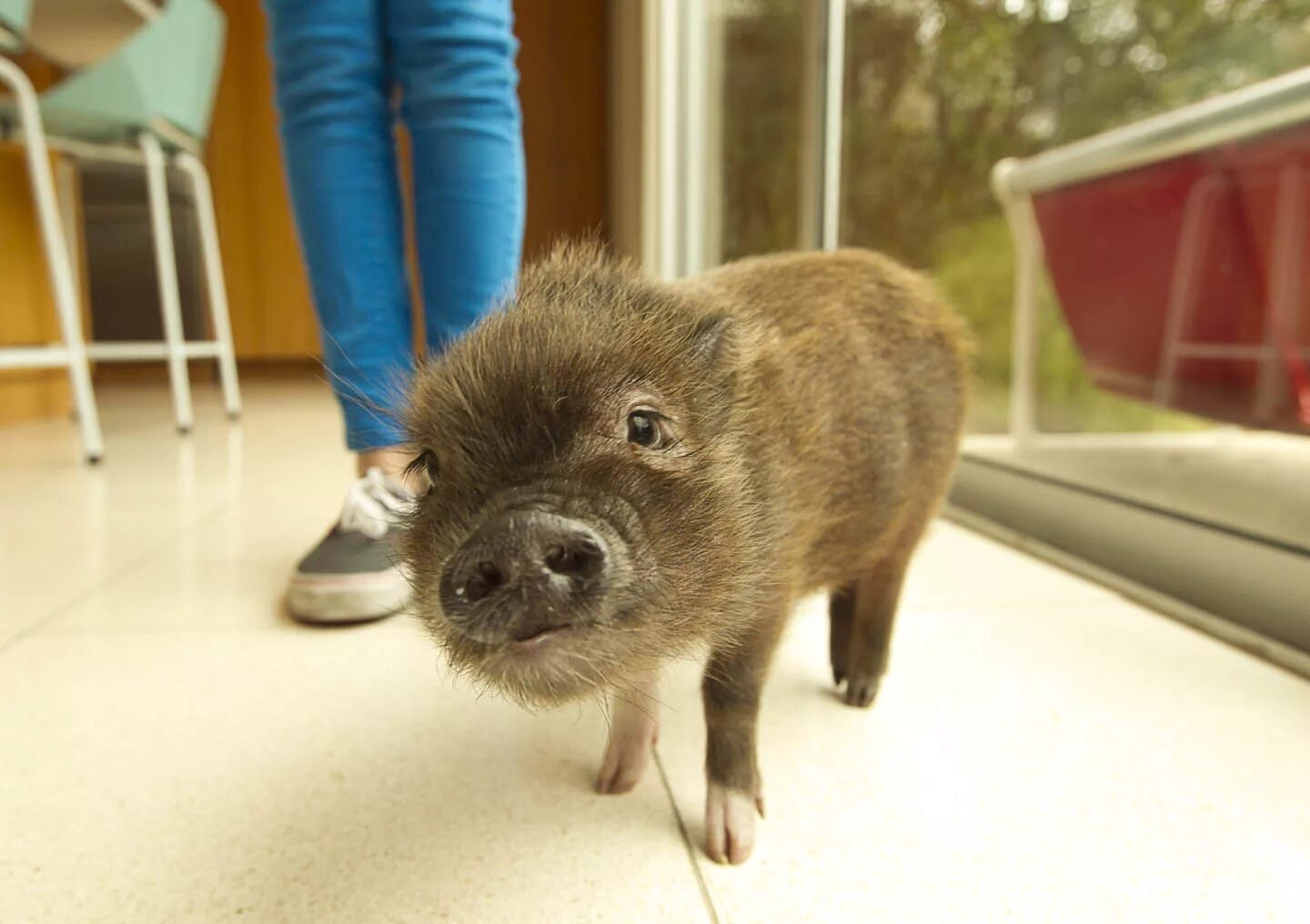 Pin by Emma O'Connell on I just can't resist... Baby pigs, Micro pigs, Pot belly