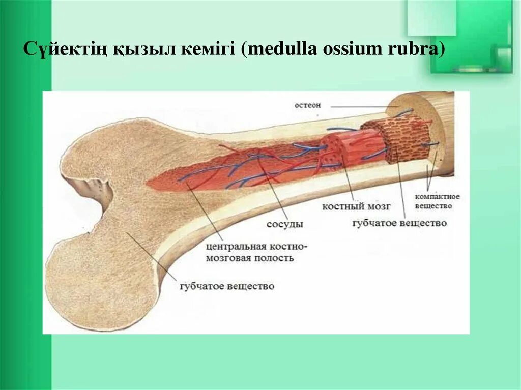 Желтый костный мозг в кости. Желтый костный мозг в разрезе. Красный костный мозг схема. Костномозговая полость. Костномозговая полость кости