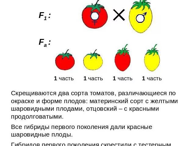 Скрещивание гомозиготных растений томатов. Форма томатов. При скрещивании двух сортов томата с красными и желтыми. Формы плодов томата.