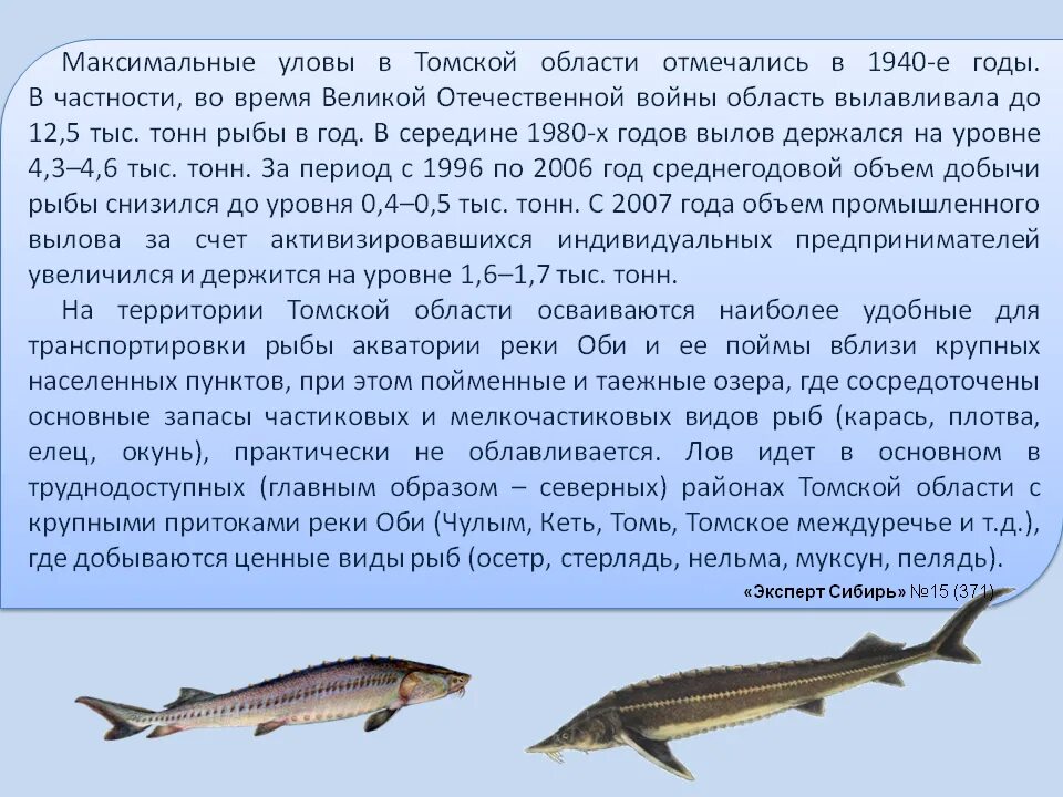 Рыба реки оби. Рыбы обитающие в Новосибирской области. Рыбы обитающие в ХМАО. Рыбы Томской области.