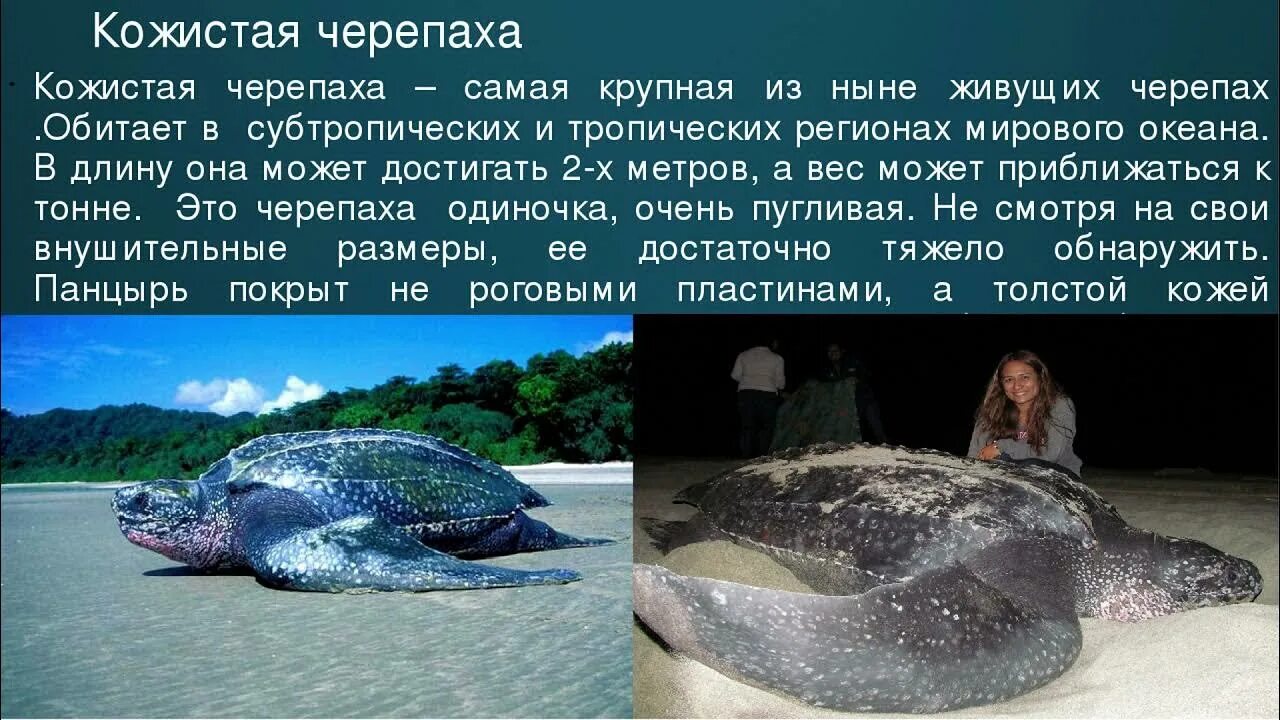 Рассказ про зеленую морскую черепаху