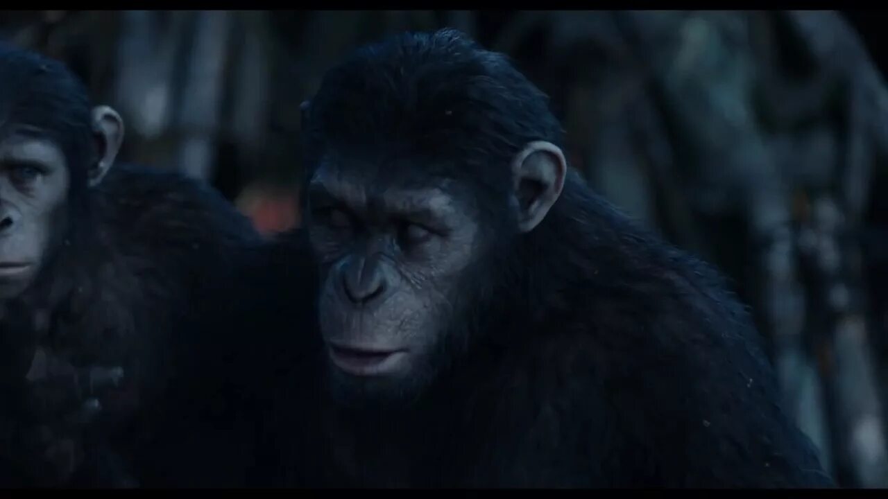 планета обезьян революция с субтитрами. планета обезьян революция коба. восстание планеты обезьян революция. планета обезьян синеглаз. планета обезьян революция с субтитрами.