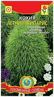 Кохия семена