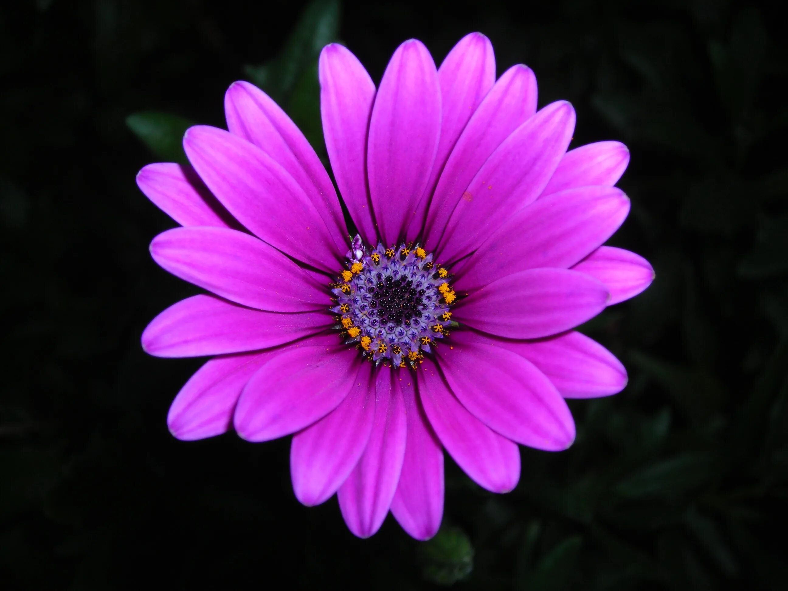 Аватарки цветочки. Остеоспермум 3d Purple. Ноготки цветы фиолетовые. Остеоспермум Zebra Pink. Цветок ноготок фиолетовый.