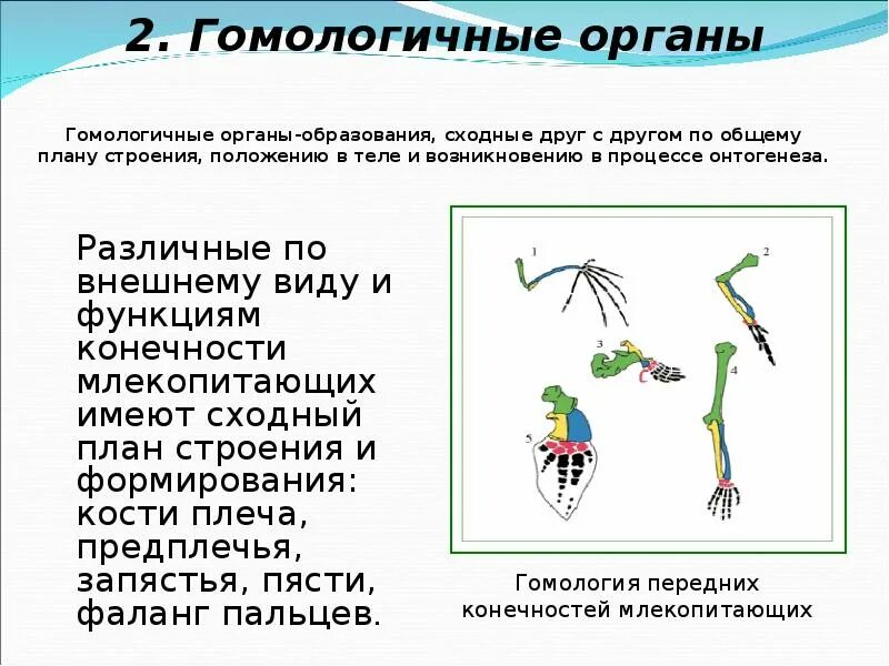 Сходные по строению функциям и происхождению. Гомологичные органы. Функции гомологичных органов. Гомологичные органы конечности. Гомологические и аналогические органы.