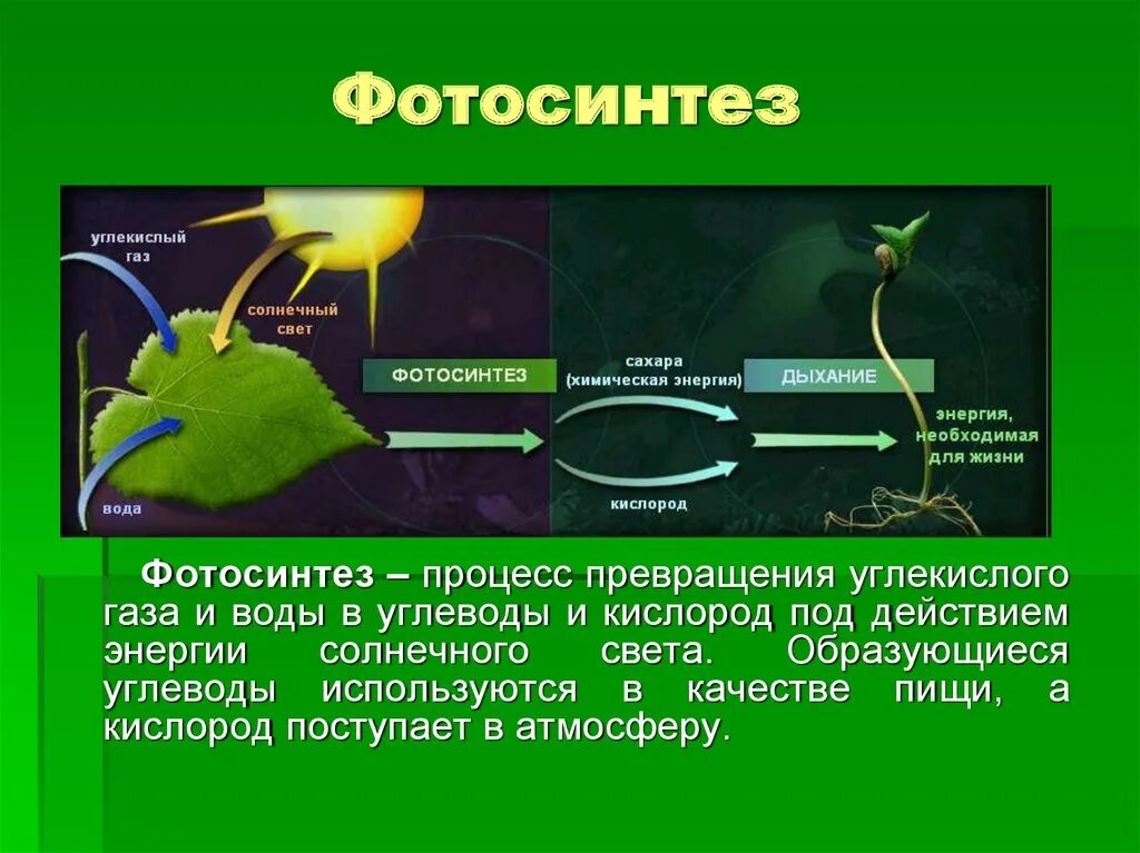 Какие организмы выделяют углекислый газ