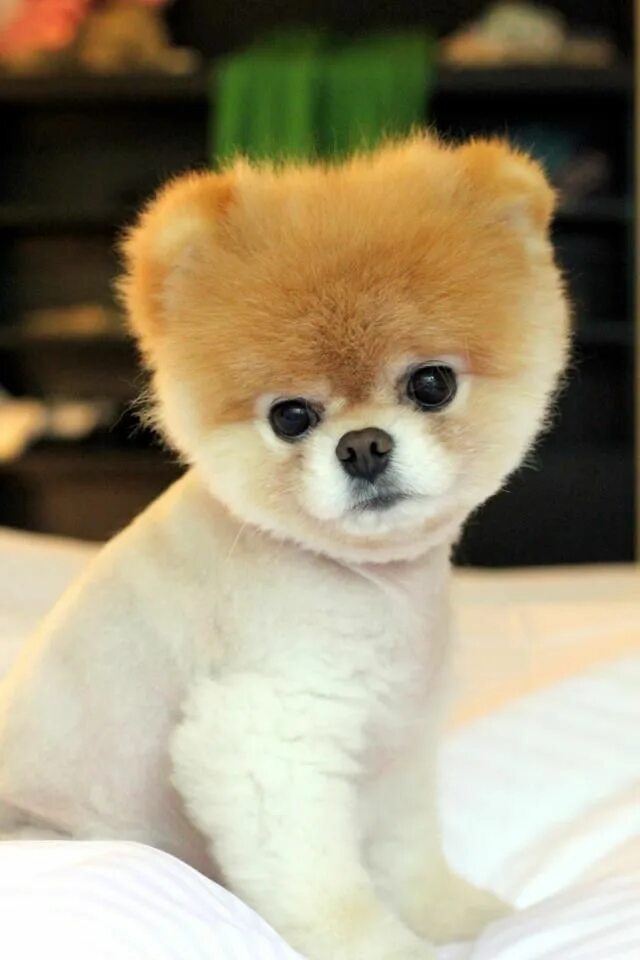 Gawk and Coo Over Boo Part 2! Boo the dog, Cute pomeranian, Cute dogs