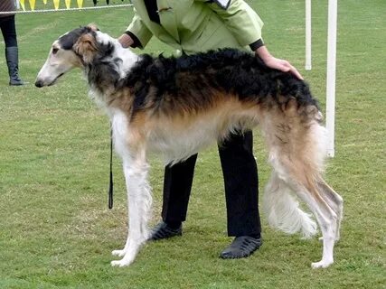Dog junior