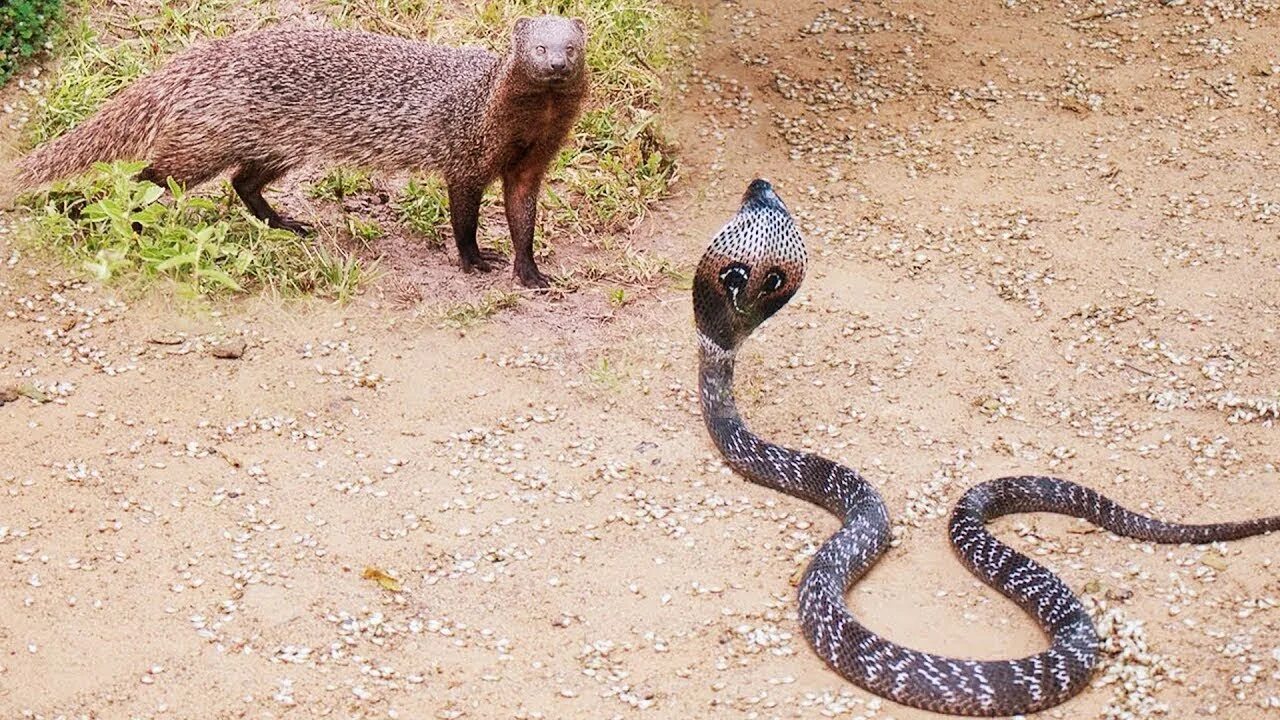 Мангуст и кобра. Mongoose vs cobra. королевская кобра и мангуст. королевская кобра против мангуста.