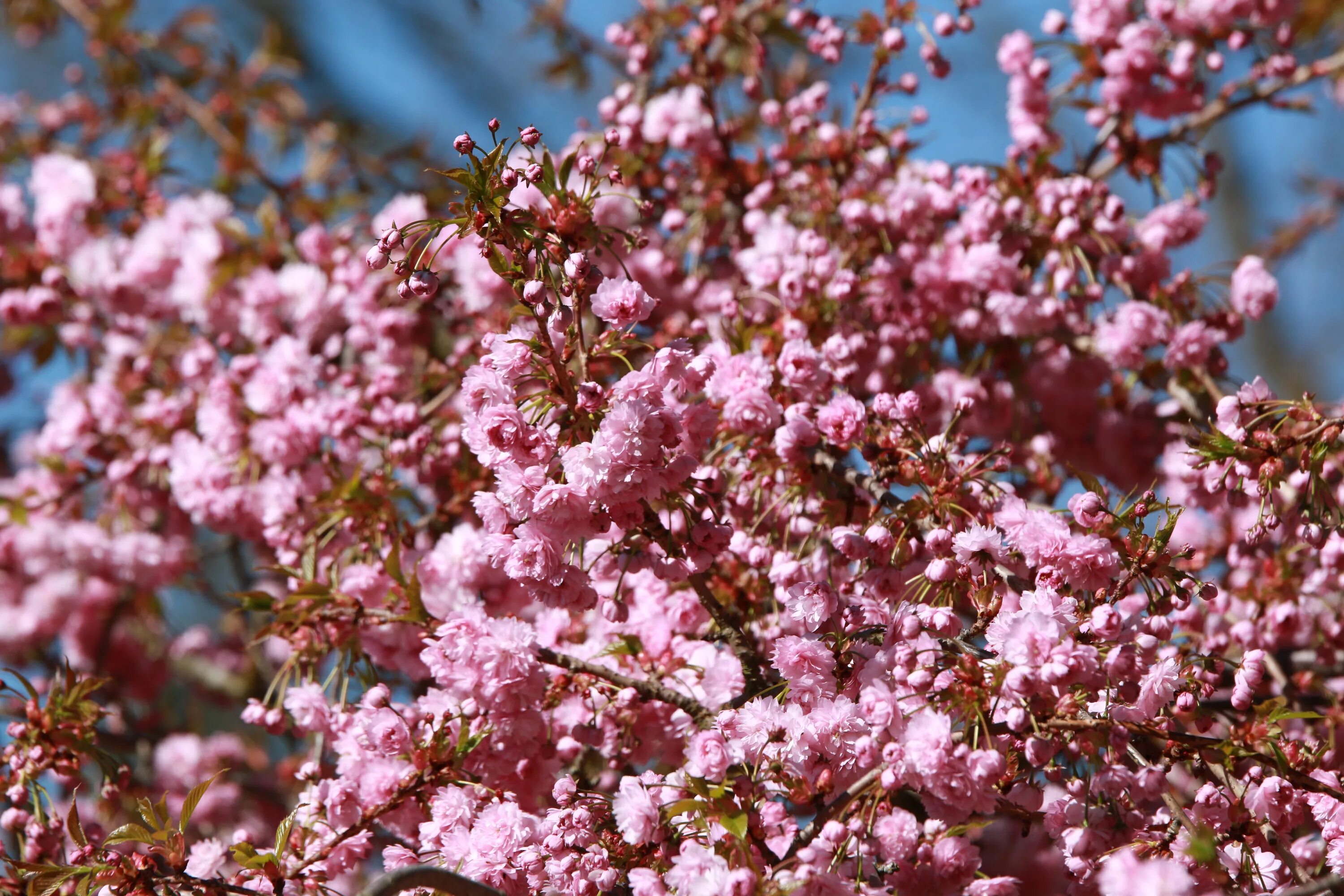 Какое дерево зацветает первым. Кустарники цветущие весной. Цветущее дерево. Кусты цветущие весной. Весенние кустарники цветущие.