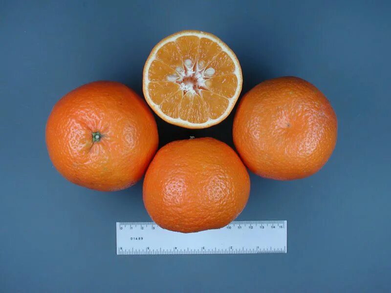Сорт мандарин минеола. Гибрид мандарина клементин. Мандарины минеола клементины. Танжело минеола. Минеола цитрус.