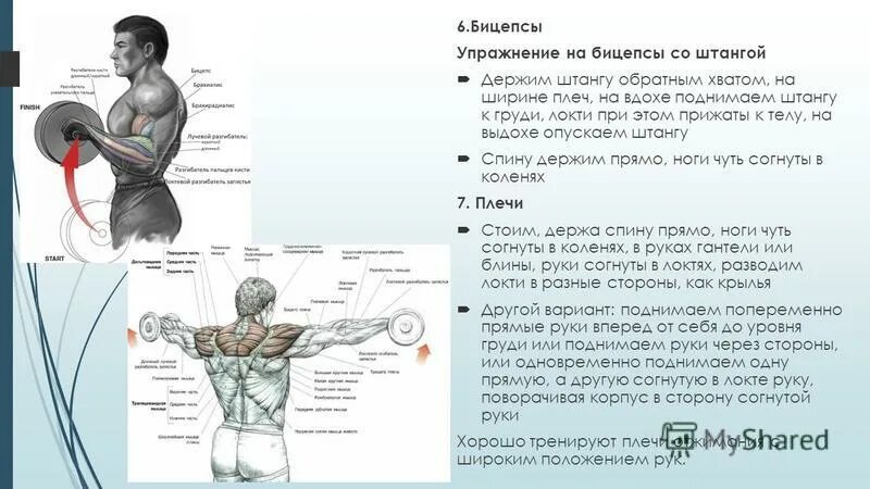 Сколько восстанавливаются плечи. Упражнения на бицепс. Силовые упражнения на бицепс. Упражнения на бицепс с прямой штангой. Двуглавая мышца плеча упражнения.