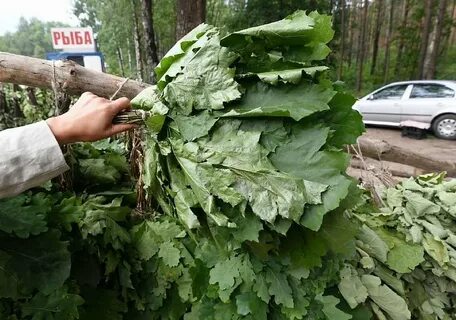 Правильный дубовый веник для бани
