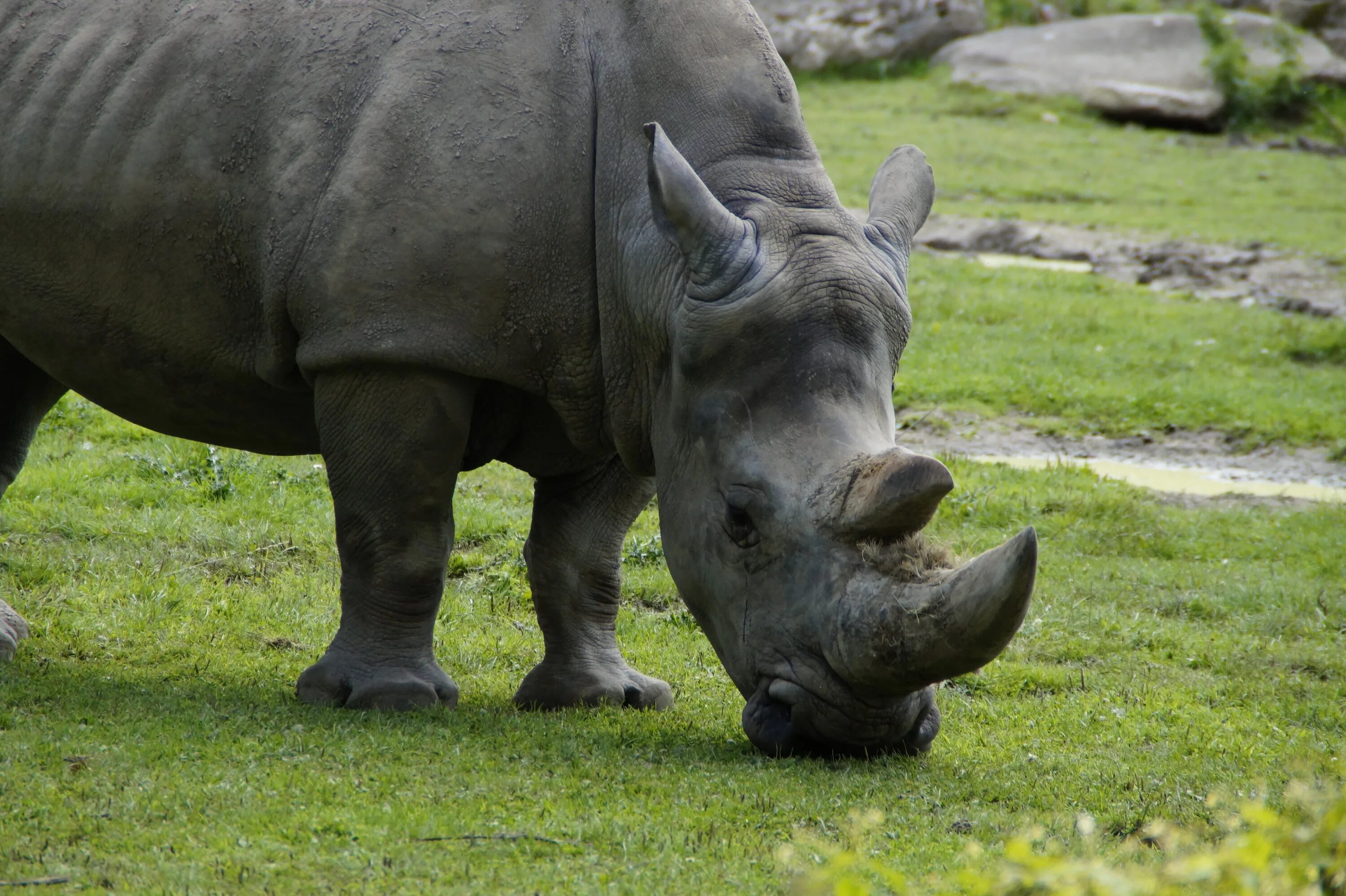 Изображения носорога. Двурогий носорог. Белый двурогий носорог. Изображение носорога. Носорог настоящий.