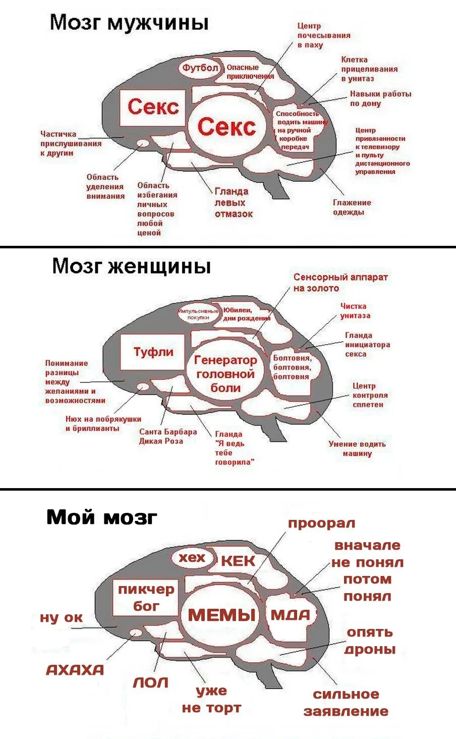 Мозг мужчины. Мужской и женский мозг. Мозг мужчины и женщины. Мозг женщины.