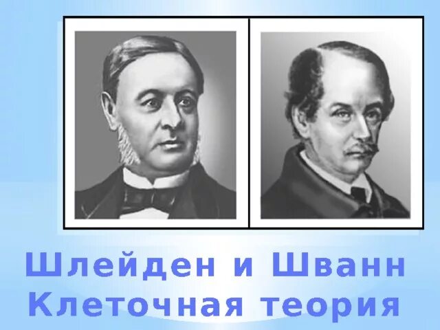 Т шванн сформулировал. Шванн и шлейден теория. шлейден и шванн клеточная. шлейден и шванн клеточная теория. клеточная теория шванна и шлейдена год.