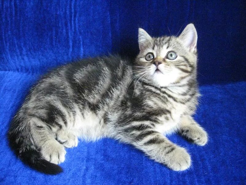 British Shorthair Kitten HD Wallpaper British shorthair kittens, British shortha