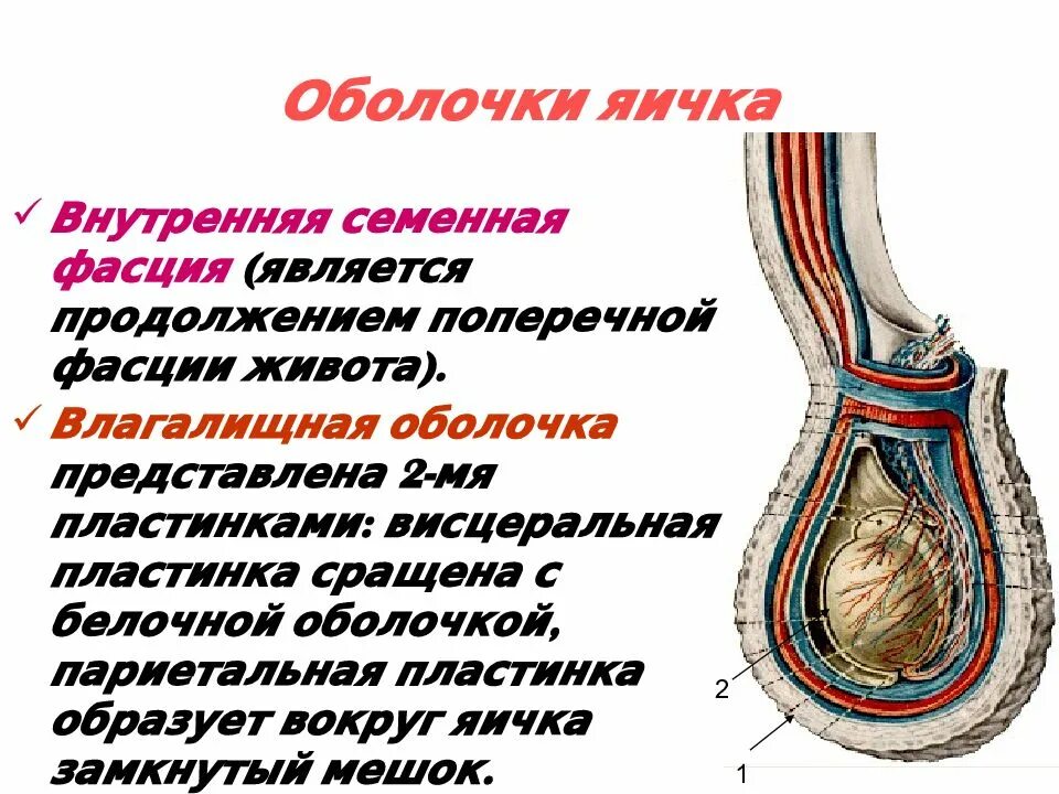 Строение мошонки. Структура мужских яичек. Строение мужских яичек. Анатомия мужской мошонки. Мужские яички органы