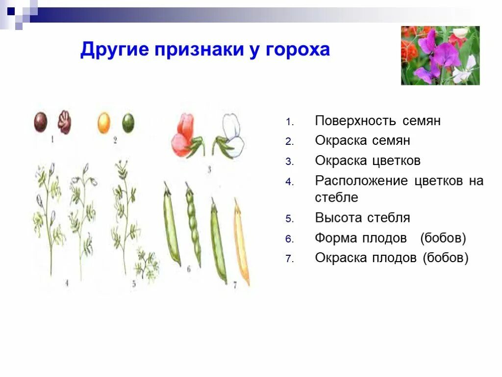 Наследственные признаки семян. Наследственные признаки гороха. Наследственные признаки гороха. Доминантные признаки растений. Выявление наследственных и ненаследственных признаков у растений.