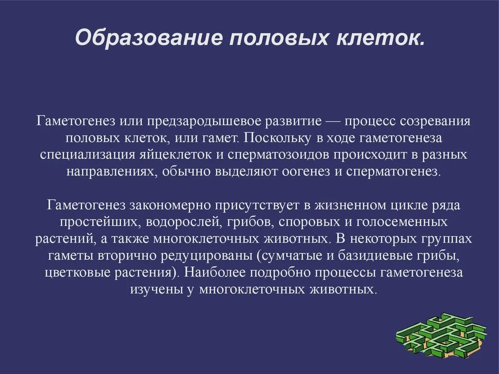 Женские половые клетки образуются в процессе. Образование половых клеток. Образование половых клеток презентация. Специализация половых клеток. Как образуются половые клетки.