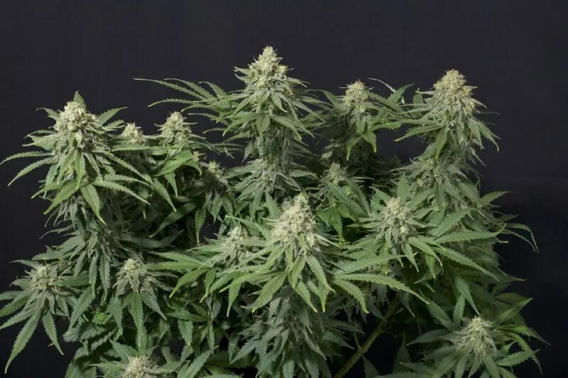 фф fem. донна геншин. аот армин фем. фф fem. фф fem.