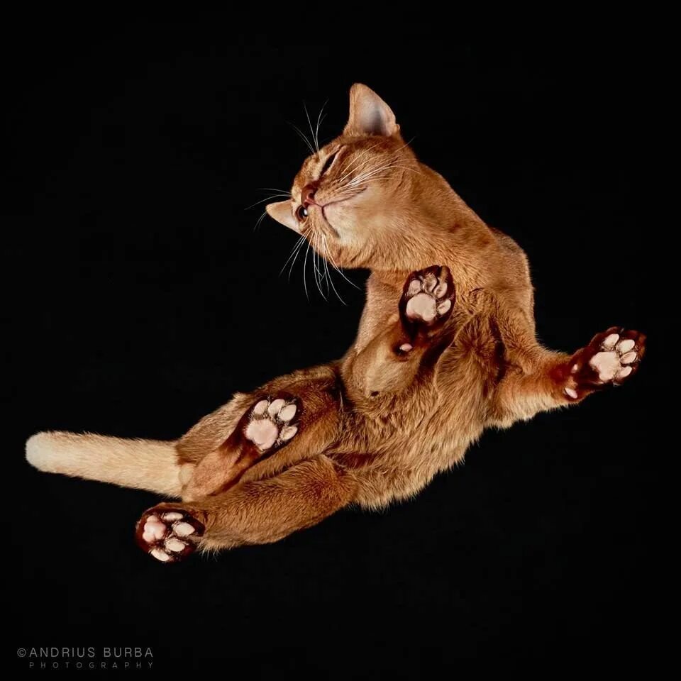 Андриус Бурба фотограф. Кошачий фотограф Андриус Бурба. Кошка вид сверху. Кот в необычном ракурсе.