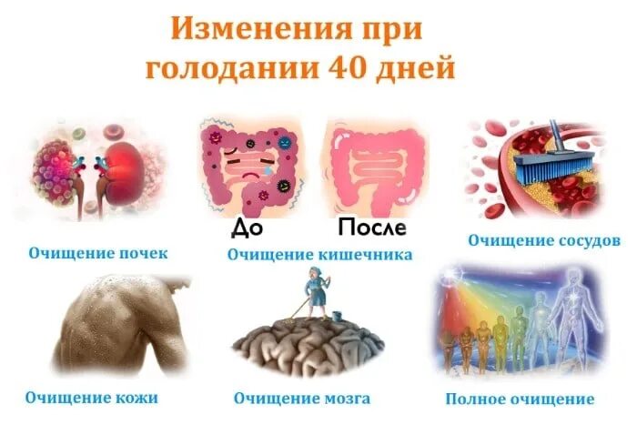 Голод и кишечник. Очищение организма при голодании сроки. этапы в организме при голодании. сроки лечебного голодания.