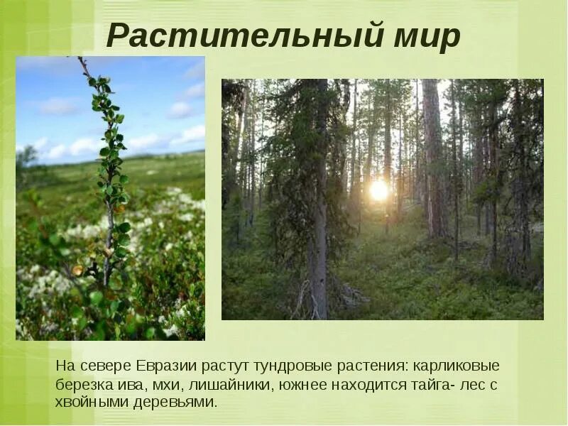 Какие растения обитают в евразии. Растения материка евразия. материк евразия растительный мир. 3 растения евразии. растительный мир евразии 5 класс.