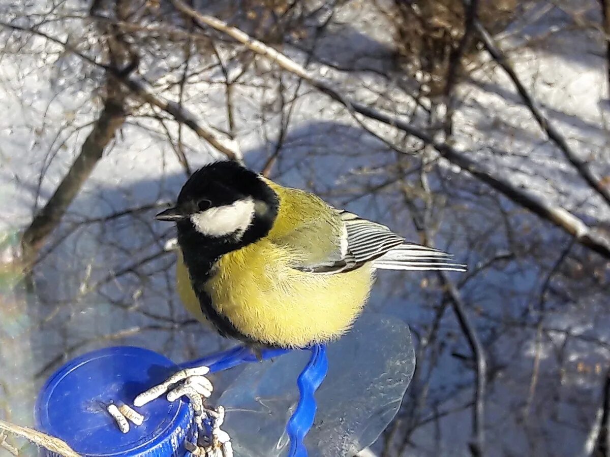 Синичка на окне. Синица самка. Синичка за окном. Увидел синицу. Кормушки для синичек за окном.