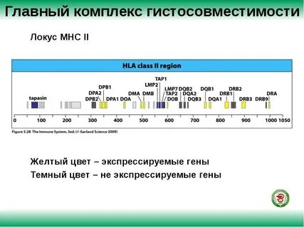 Локусы hla