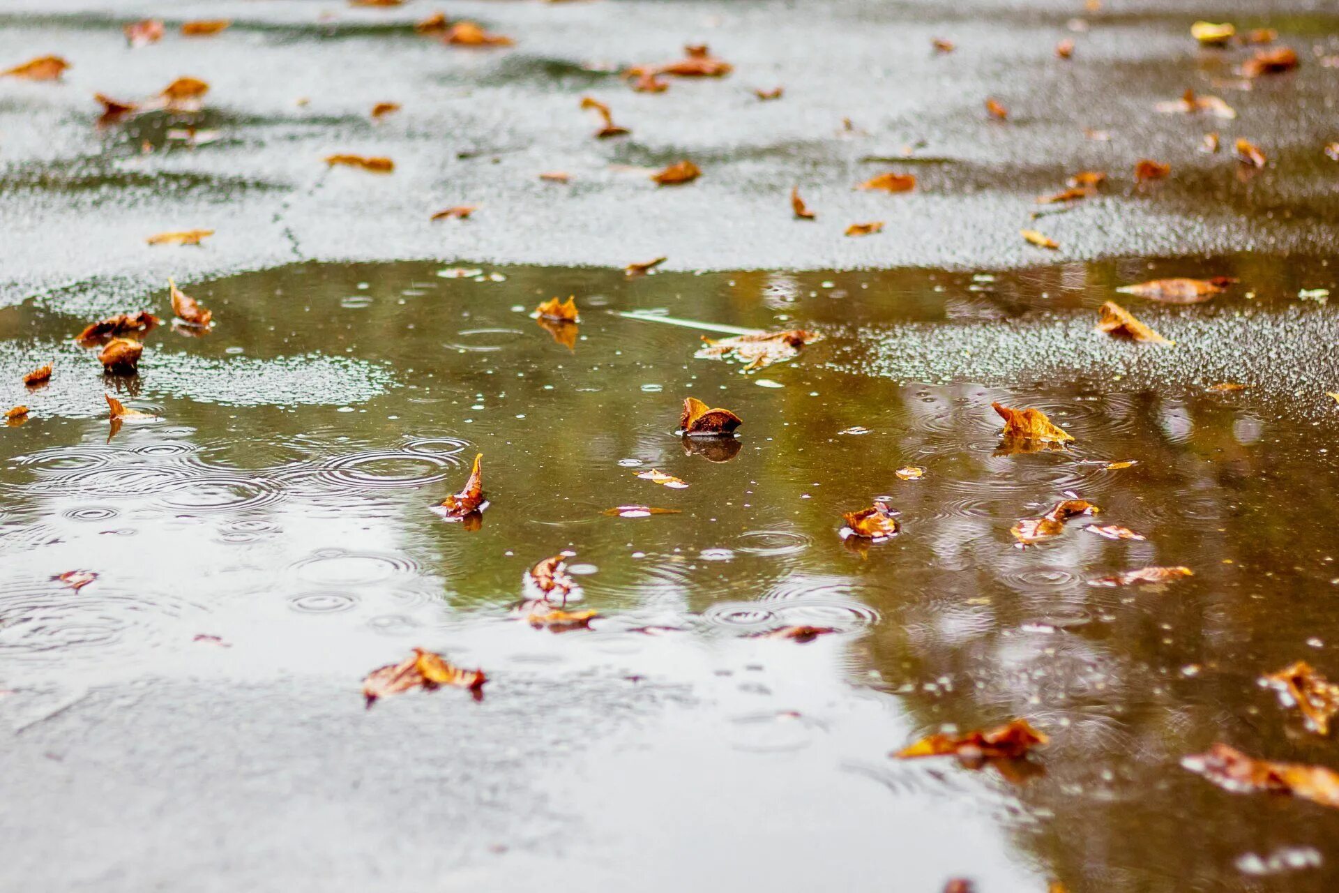 Везде лужи воды. Пузырьки в луже. Листья в луже. Обливание осенью листва. Лужа Эстетика.