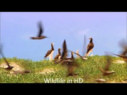 Wildlife windows