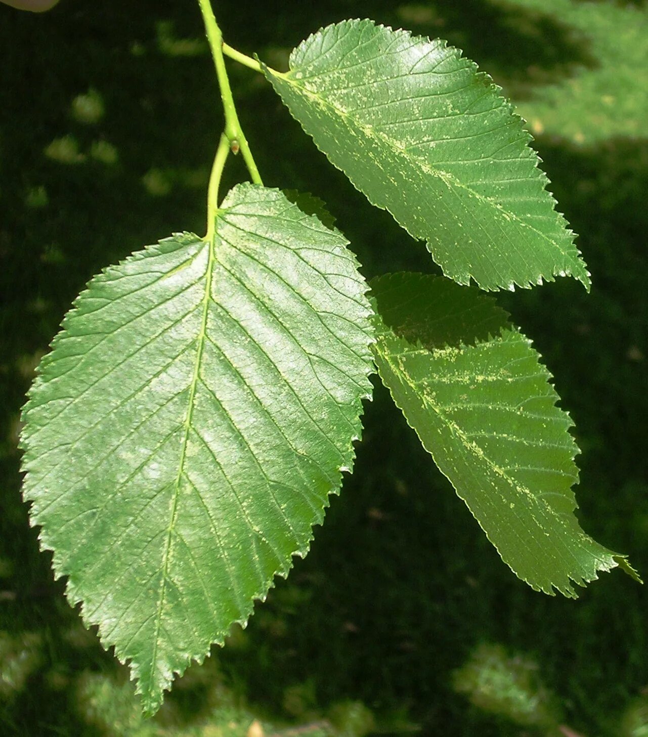 Деревья средней полосы фото. Вяз гладкий (Ulmus laevis). Вяз малый (Ulmus Minor). Вяз граболистный (Ulmus suberosa). Вяз листоватый листья.