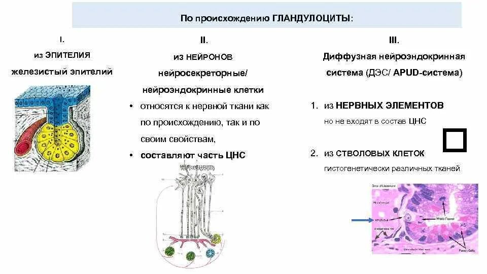 Строение железистой клетки. Строение клетки железистого эпителия. Строение гландулоцита. Источники развития железистого эпителия. Группы железистых клеток