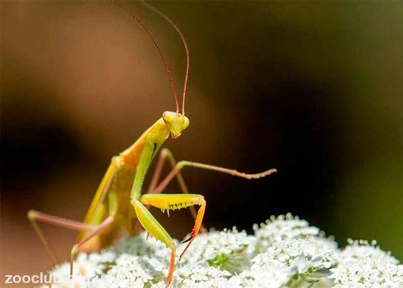 Богомол сфодромантис. Африканский богомол Sphodromantis. Африканский древесный богомол Sphodromantis viridis. Африканский богомол lineola.