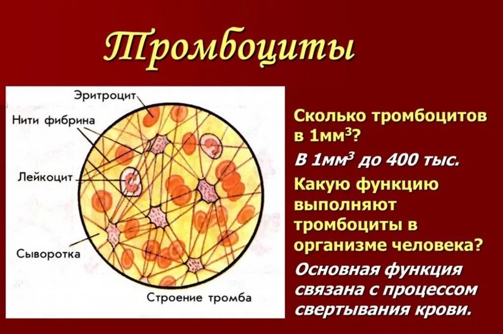 Тромбоциты норма функции. Тромбоциты строение и функции. Тромбоциты в 1 мм3 крови. Строение функции количество тромбоцитов. Строение тромба