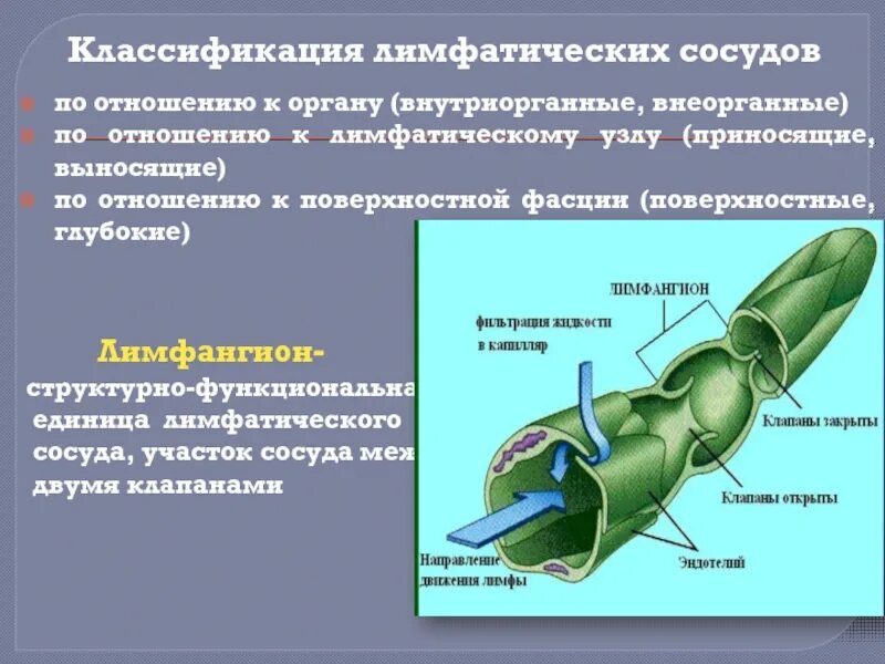 Лимфатические сосуды несут. Лимфангион строение анатомия. Внутриорганные лимфатические сосуды. Лимфатические сосуды строение и классификация. Лимфатический сосуд лимфагион.