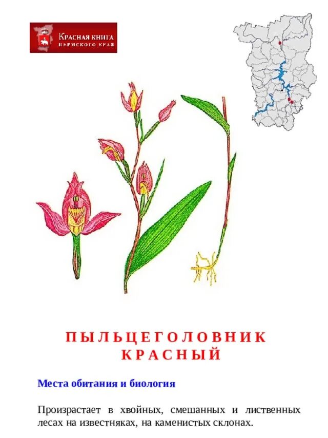 Презентация на тему "Растения, занесённые в Красную книгу Ярославской области" -