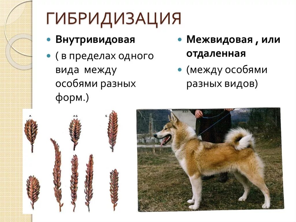 Гибриды растений примеры селекции Гетерозисная селекция