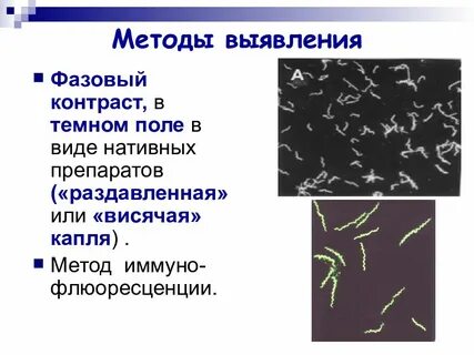 Методы выявления простейших